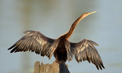 Louisiana Water Turkey