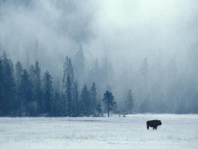 Bison in the Frost
