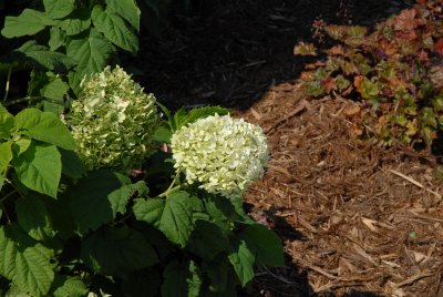 Anna Bell Hydrangea