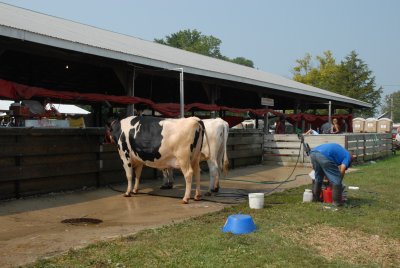 Cow Wash