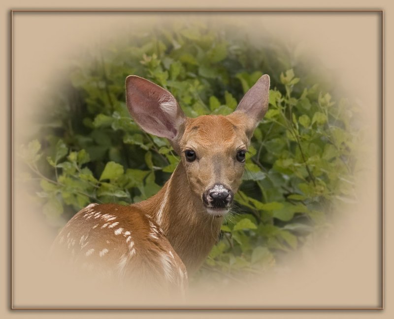 fawn cl up vignette looking at me 2_MG_6966.jpg