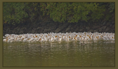 pelicans resting by waters edge_MG_2520.jpg