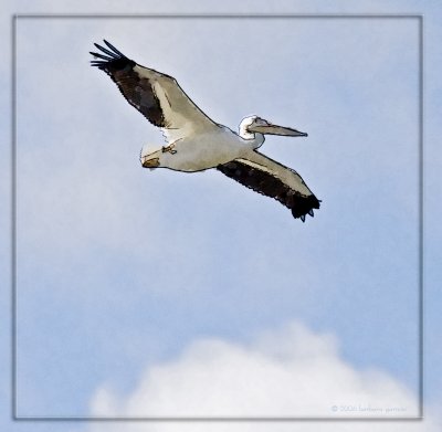 single pelican in fltDavid Rowley Cardiff BayB.jpg