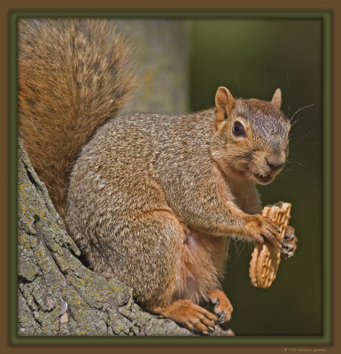 squirrrel w cookie matted_MG_7858 copy.jpg