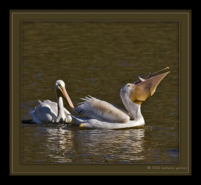 lucky catch two fish_MG_8657.jpg