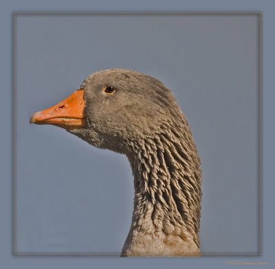 grey lag goose profile _MG_0390.jpg