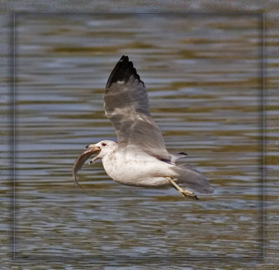 gull w big fish in mouth_MG_4924.jpg