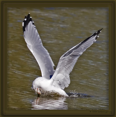gull catching fish_MG_5003.jpg