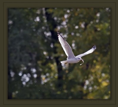 gull in flt w fish_MG_2536.jpg