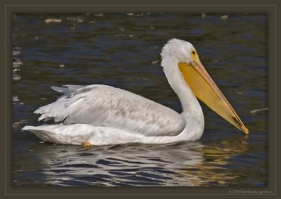 lone pelican swimming_MG_8699.jpg