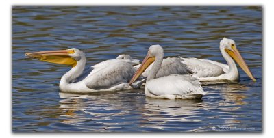 great_white_pelican_fall_2006_migratory_visit