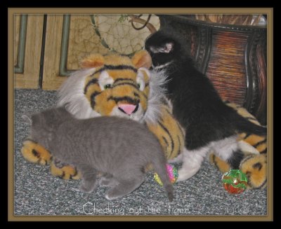 kitties check out tiger_IMG_3620 copy.jpg