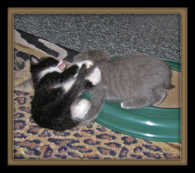 kitties wrestling on floor_IMG_3631 copy.jpg