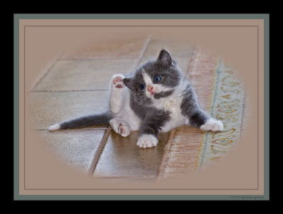 Angel 5 wks trying to scratch herself_MG_1864.jpg
