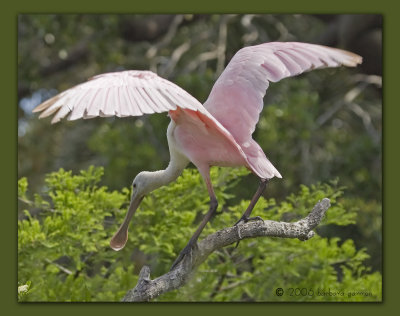 florida_birds