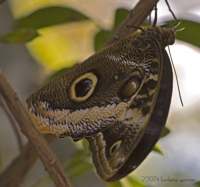 owl butterfly2_MG_8878 copy.jpg