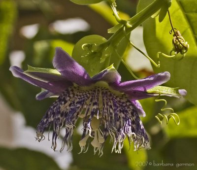 passion flower_MG_8448.jpg