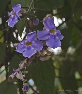 flower vining not identified  purple2_MG_8454.jpg