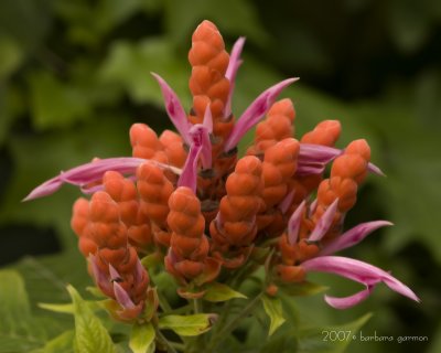 red cluster flower_MG_8113.jpg
