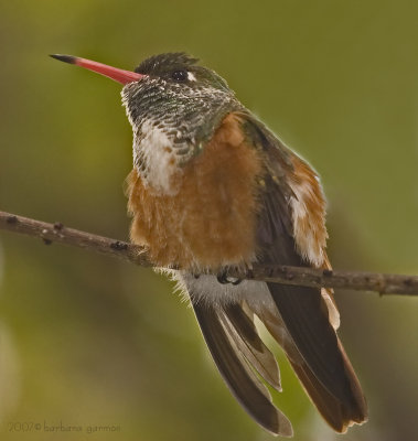 Amazilia Emerald Hummer_MG_8441.jpg