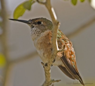 female rufous hummer_MG_8736.jpg