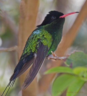 jamaican streamertail hummer_MG_8798.jpg