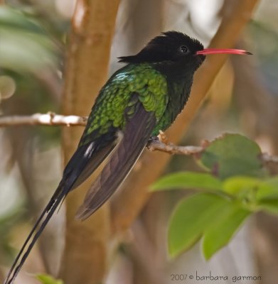 jamaican streamertail hummer_MG_8800.jpg