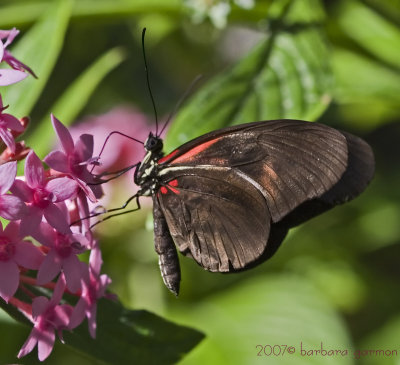 Un-Id butterfly_MG_8895.jpg