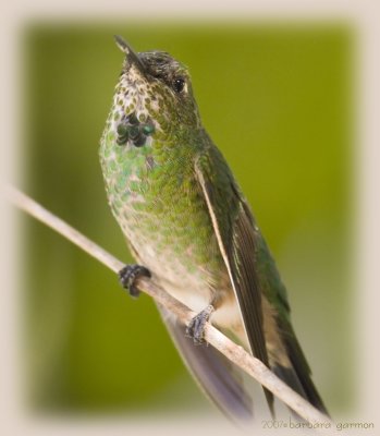 non IDd  hummer_MG_8589.jpg