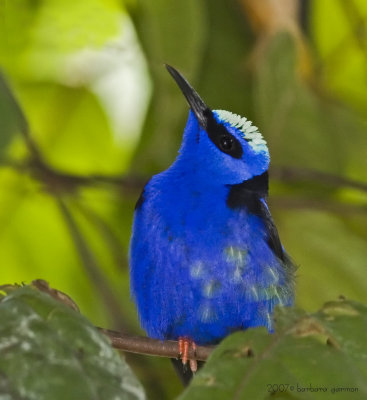 Red Legged Honeycreeper_MG_8463.jpg