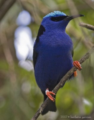 Red Legged Honeycreeper_MG_8537.jpg