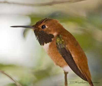 rufous hummer male _MG_8580.jpg