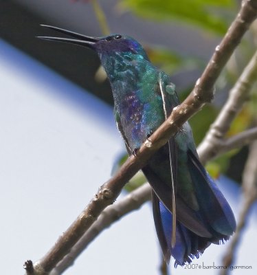Sparling Violet Earred Hummer beak open_MG_8299.jpg