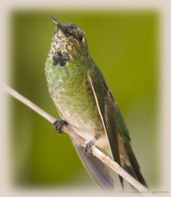 streamertail  hummer_MG_8589.jpg