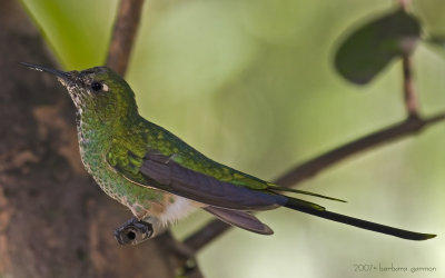 streamertail hummerMG_8611.jpg