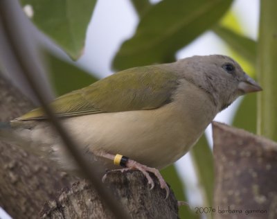 tri-color forbes parrot finch juvenille_MG_8587.jpg