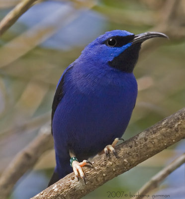 yellow legged honeycreeper_MG_8620.jpg
