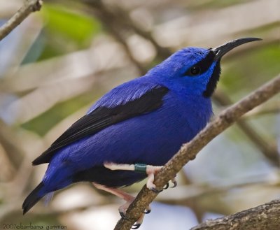 yellow legged honeycreeper_MG_8627.jpg