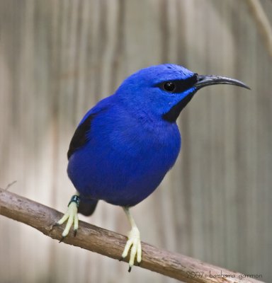 yellow legged honeycreeper_MG_8653.jpg