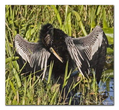 Anhinga drying wings_MG_9629.jpg