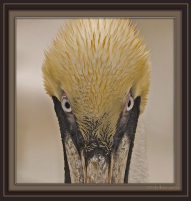 br pelican in breeding color_MG_8004.jpg