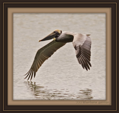 br pelican low over water_MG_6781.jpg