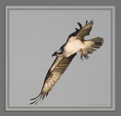 osphrey in flt_MG_7094 copy.jpg
