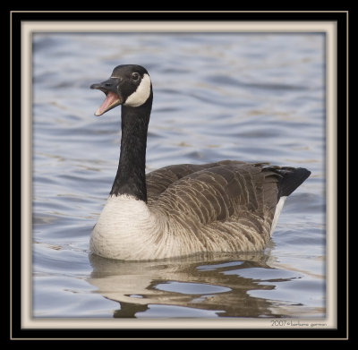 canadian goose male mouth open_MG_1309.jpg