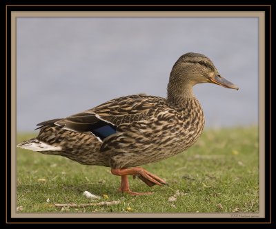 female mallard walking_MG_1590.jpg