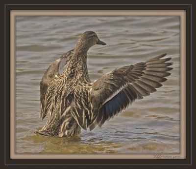 female mallard wings spread in water sh_MG_1388.jpg