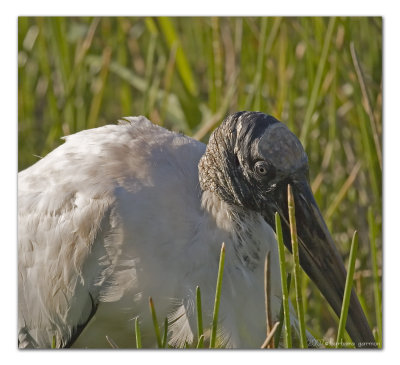 florida__birds_2007