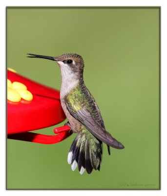 hummer on perch tail feathers displayed IMG_2159 copy.jpg