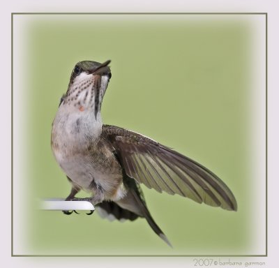 juvenile adult Ruby looking up .jpg