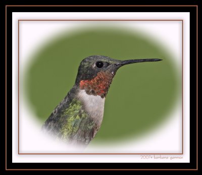 male adult ruby throat vignette  .jpg